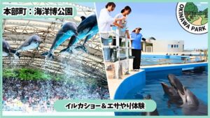 海洋博公園の遊具エリア：イルカショー、餌やり体験、オキちゃん劇場