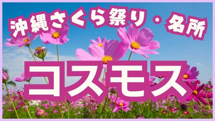 沖縄のさくら祭り・桜の名所！もとぶ八重岳桜まつり、今帰仁グスク桜まつり、名護さくら祭り、やえせ桜まつり、那覇 美らさくらまつり