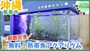 【子連れ旅行必見】那覇空港の水槽で沖縄の海を満喫！**雨の日でも安心！無料の遊び場として最適！