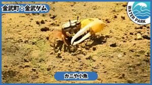 金武ダム：カニや小魚など自然を満喫
