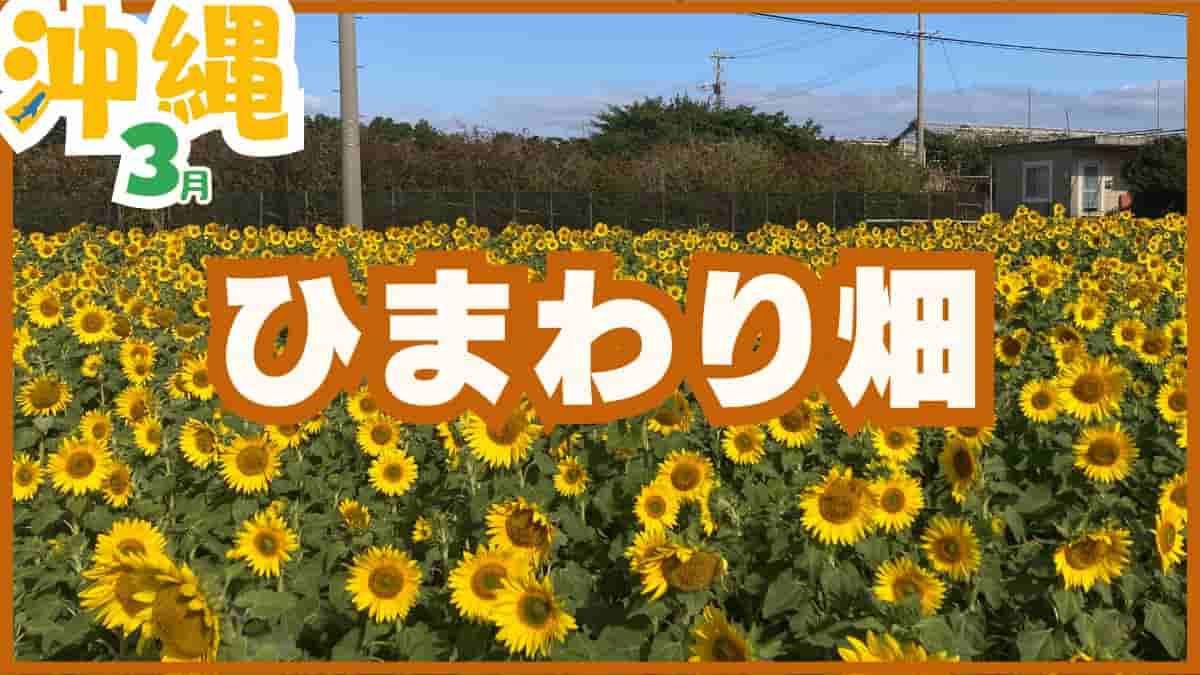 沖縄のひまわり畑（浜比嘉島・伊計島・平和祈念公園）の3月開花時期・場所