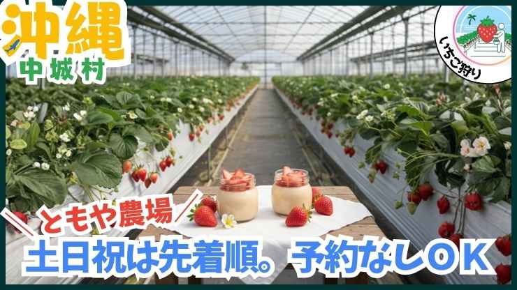 中城村のともや農場。甘いおいCベリーと、収穫したいちごを使った特製いちごプリン。